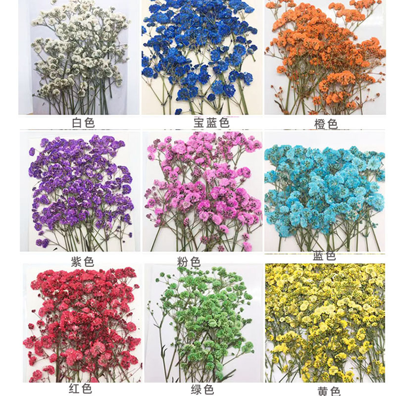 100 Pieces of Baby's Breath Pl - Baby Breath Dried บทวิจารณ์และราคา