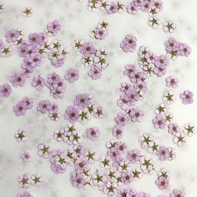 Pressed mini Narcissus Dried F - Baby Breath Dried บทวิจารณ์และราคา
