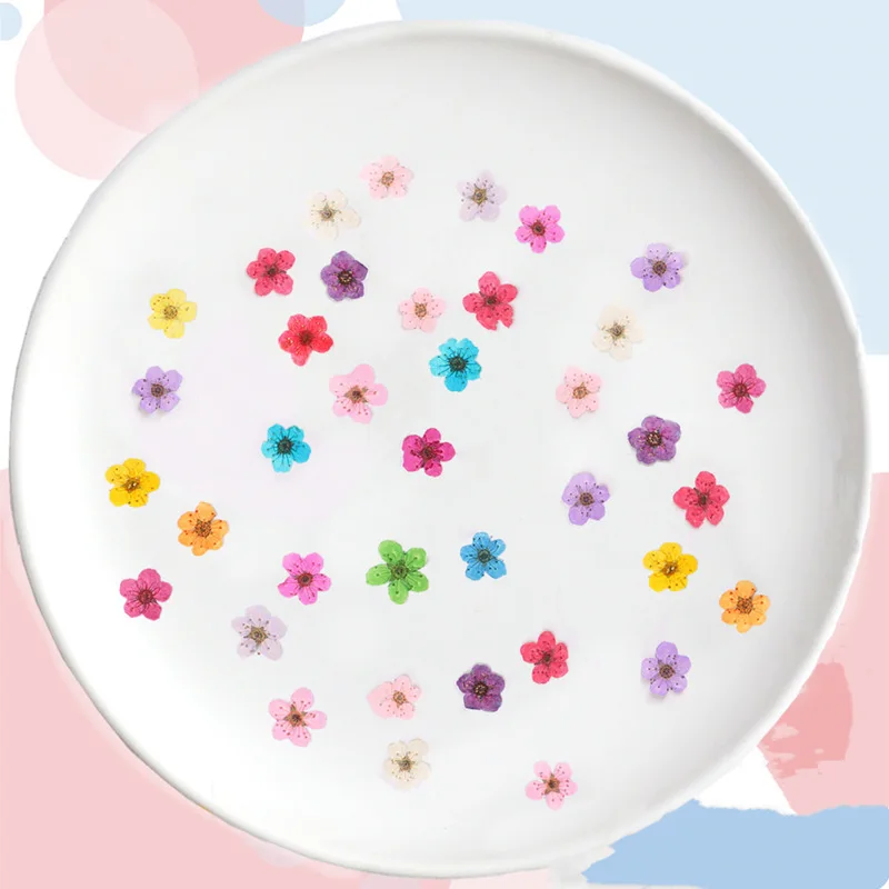 Pressed mini Narcissus Dried F - Baby Breath Dried บทวิจารณ์และราคา