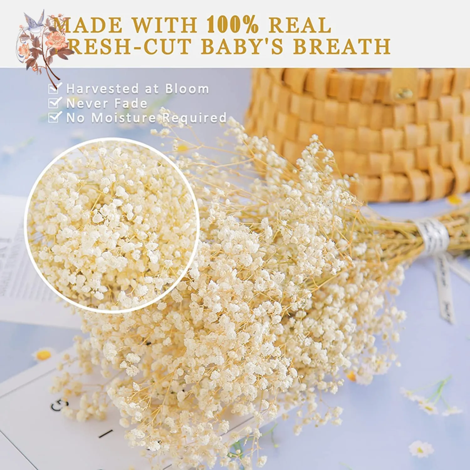 Real Baby Breath Dried Flowers - Baby Breath Dried บทวิจารณ์และราคา