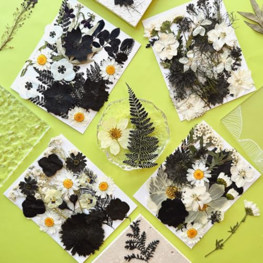 90Pcs Black Pressed Dried Flow - Baby Breath Dried บทวิจารณ์และราคา