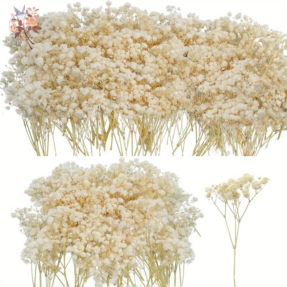 Mini Dried Gypsophila Flower D - Baby Breath Dried บทวิจารณ์และราคา