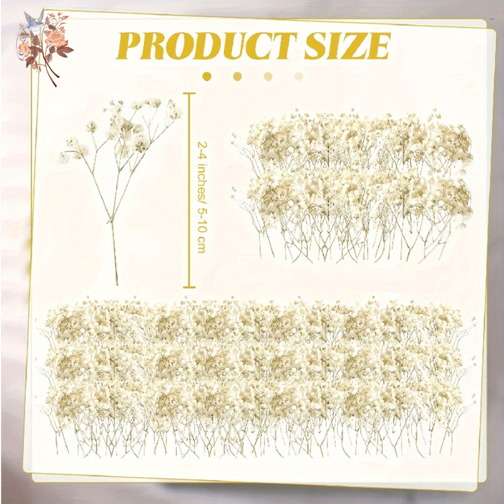 Mini Dried Gypsophila Flower D - Baby Breath Dried บทวิจารณ์และราคา