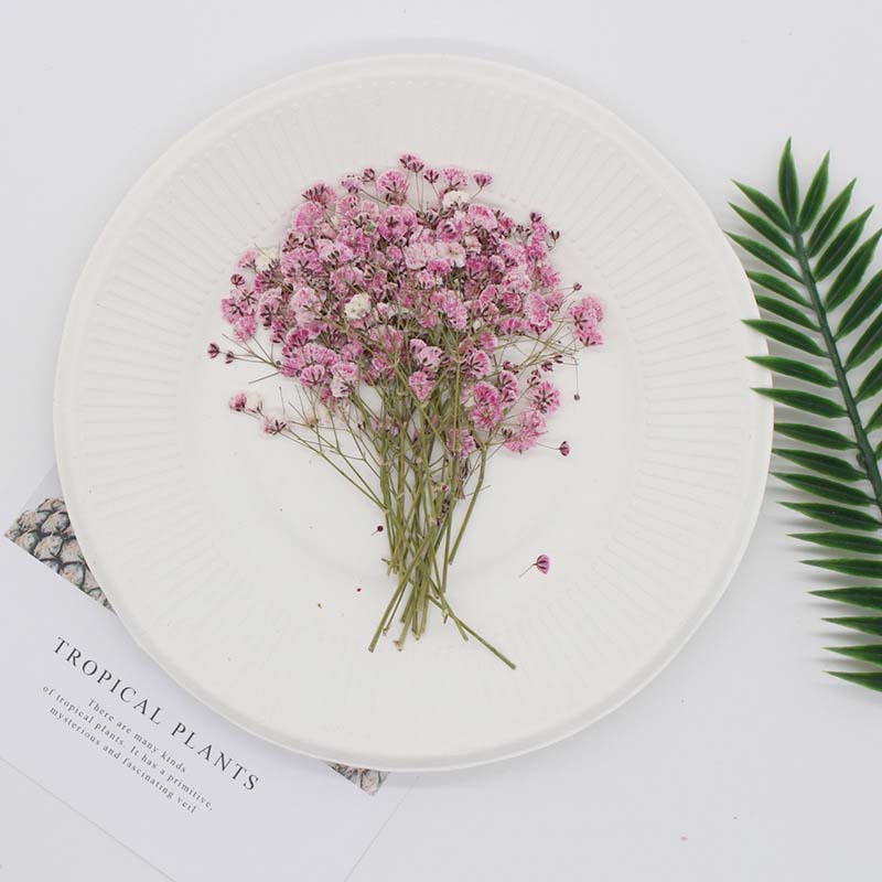 7-10CM,Real Natural Dried Pres - Baby Breath Dried บทวิจารณ์และราคา
