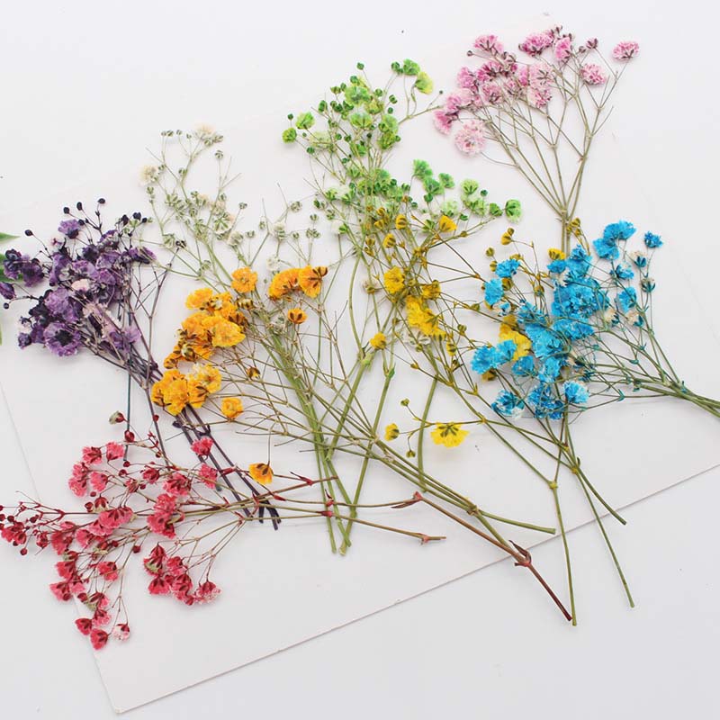 7-10CM,Real Natural Dried Pres - Baby Breath Dried บทวิจารณ์และราคา
