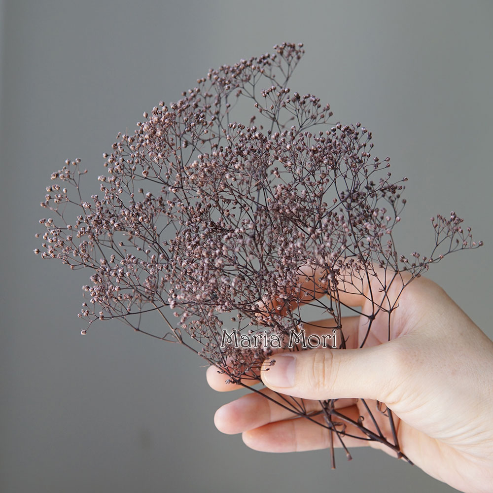 5g/Mini Baby Breath Dried Pres - Baby Breath Dried บทวิจารณ์และราคา
