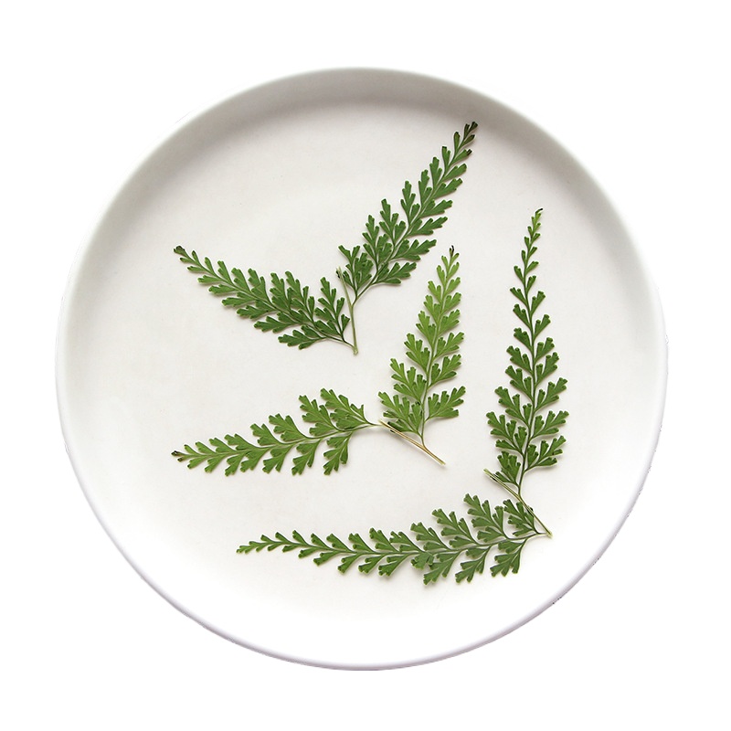 Nature Pressed Fern Branches,d - Baby Breath Dried บทวิจารณ์และราคา