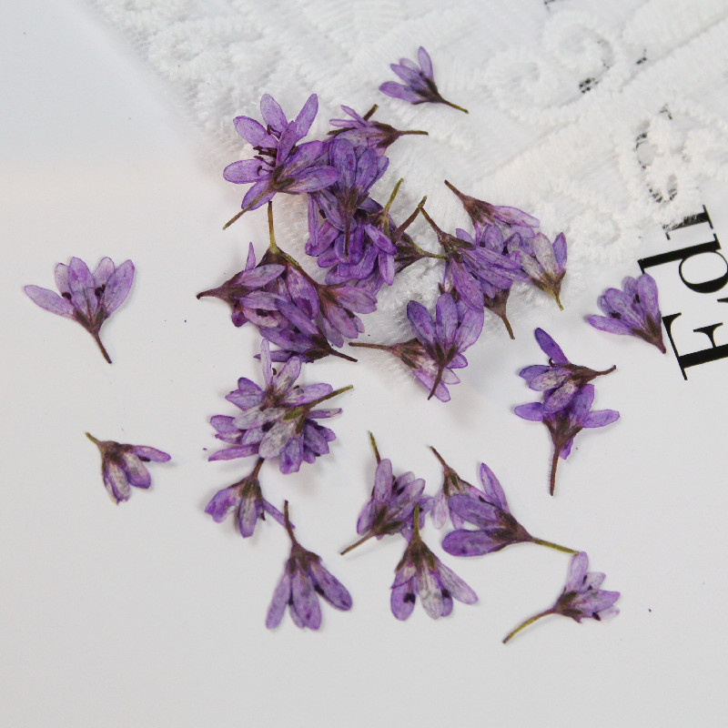 0.5-1cm/20pcs,Mini Pressed Pen - Baby Breath Dried บทวิจารณ์และราคา