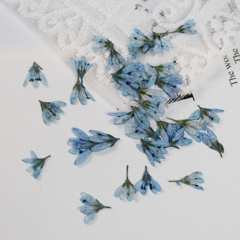 0.5-1cm/20pcs,Mini Pressed Pen - Baby Breath Dried บทวิจารณ์และราคา