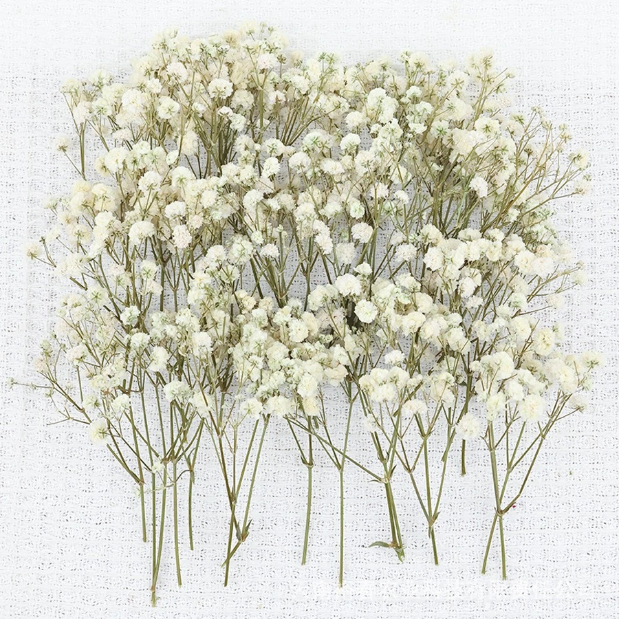 50pcs Mini Dried Baby's Breath - Baby Breath Dried บทวิจารณ์และราคา